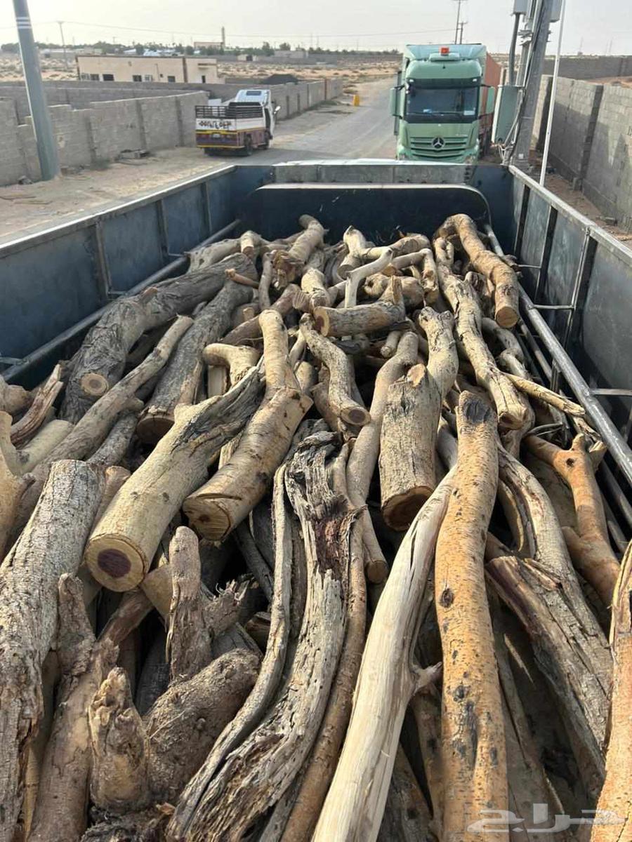 ح. ط. ب سمر مبروم شلايخ ارطى64529405468033110