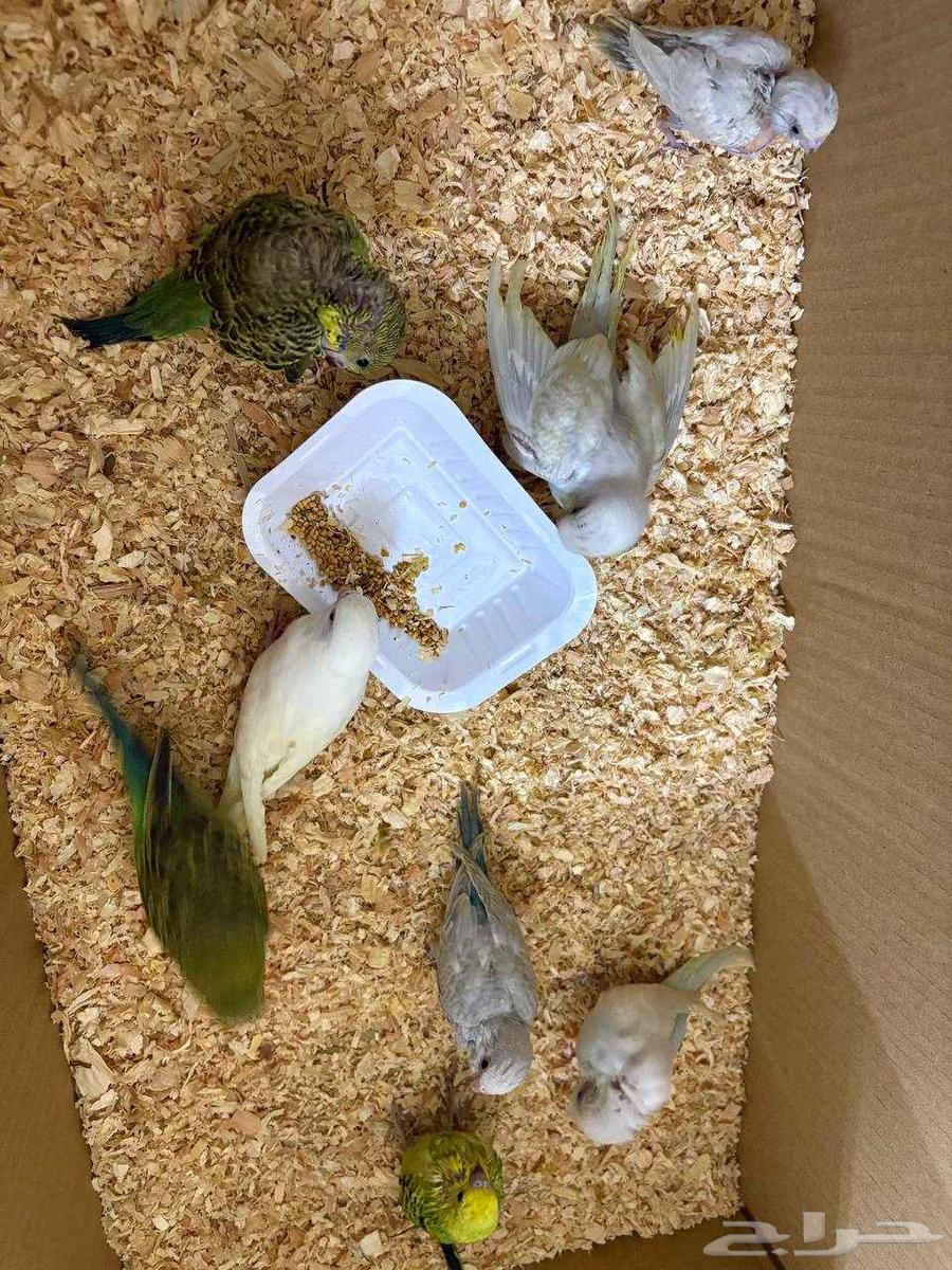 فروخ بادجي اليف للبيع64387201758465110