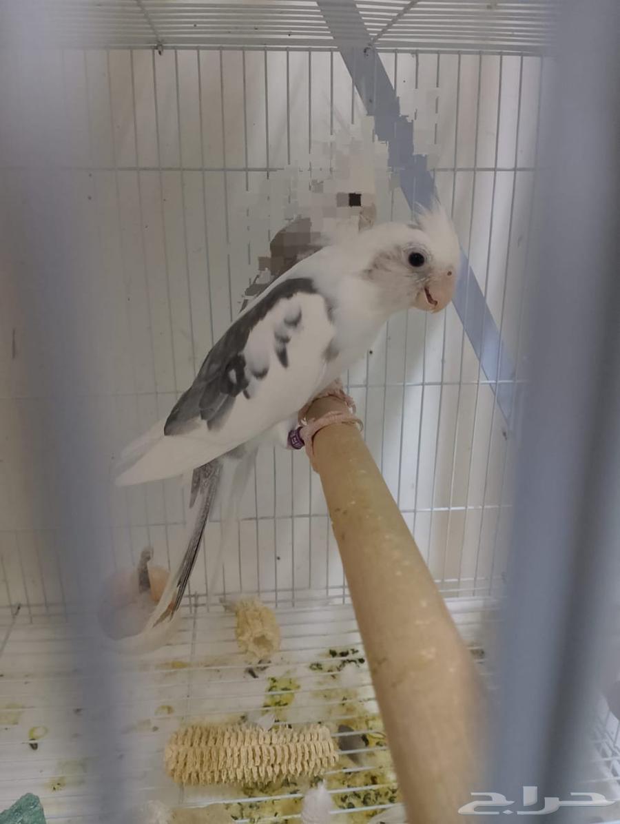 ذكر كروان وايت فيس بايد64390124091265110