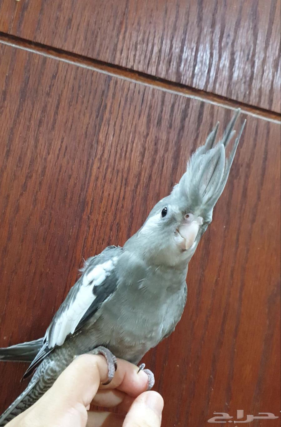 كروان وايت فيس أليف جدا  250 ريال64367158358274111