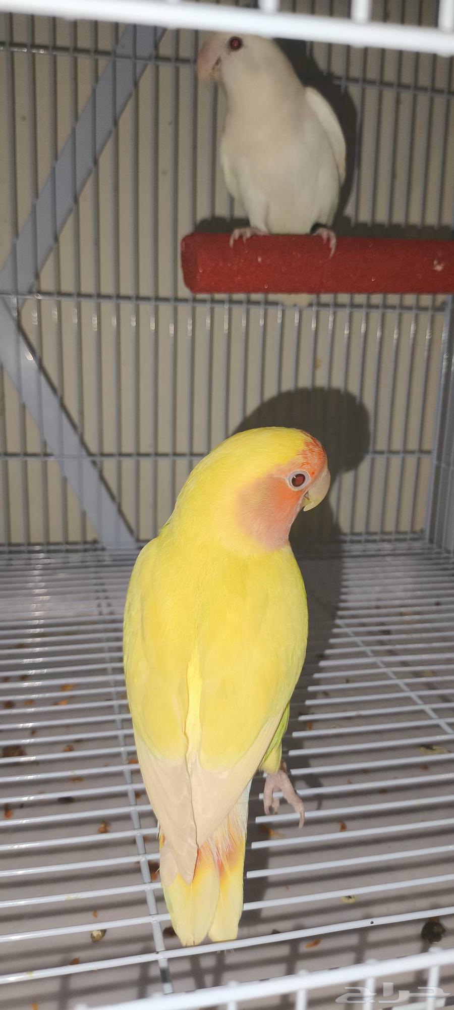 زوج روز اليف للبيع64392566927105111