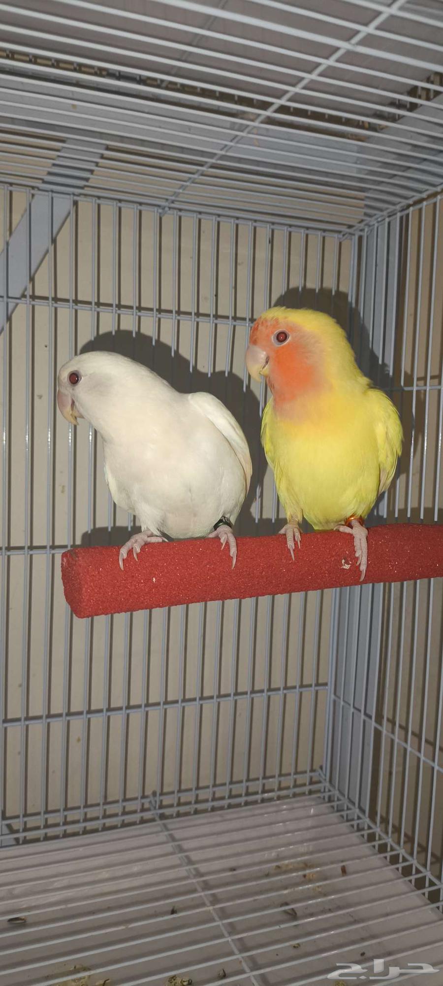 زوج روز اليف للبيع64392566927105112