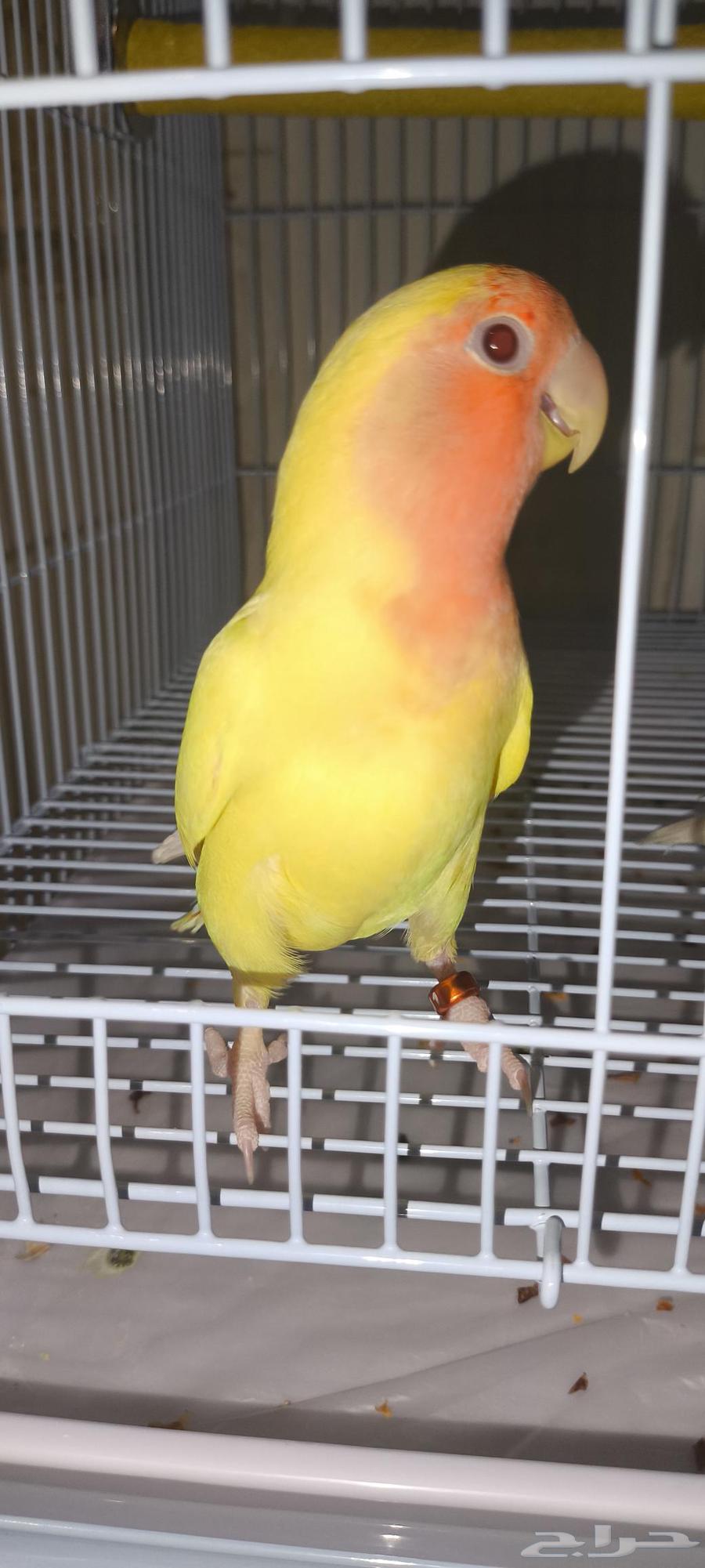 زوج روز اليف للبيع64392566927105113