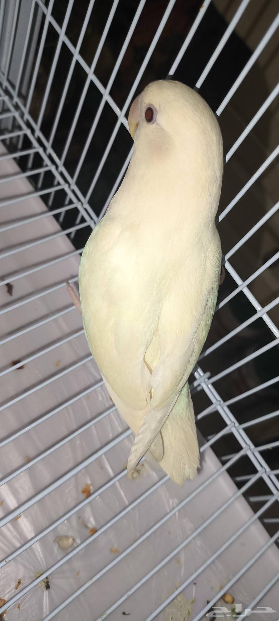 زوج روز اليف للبيع64392566927105114