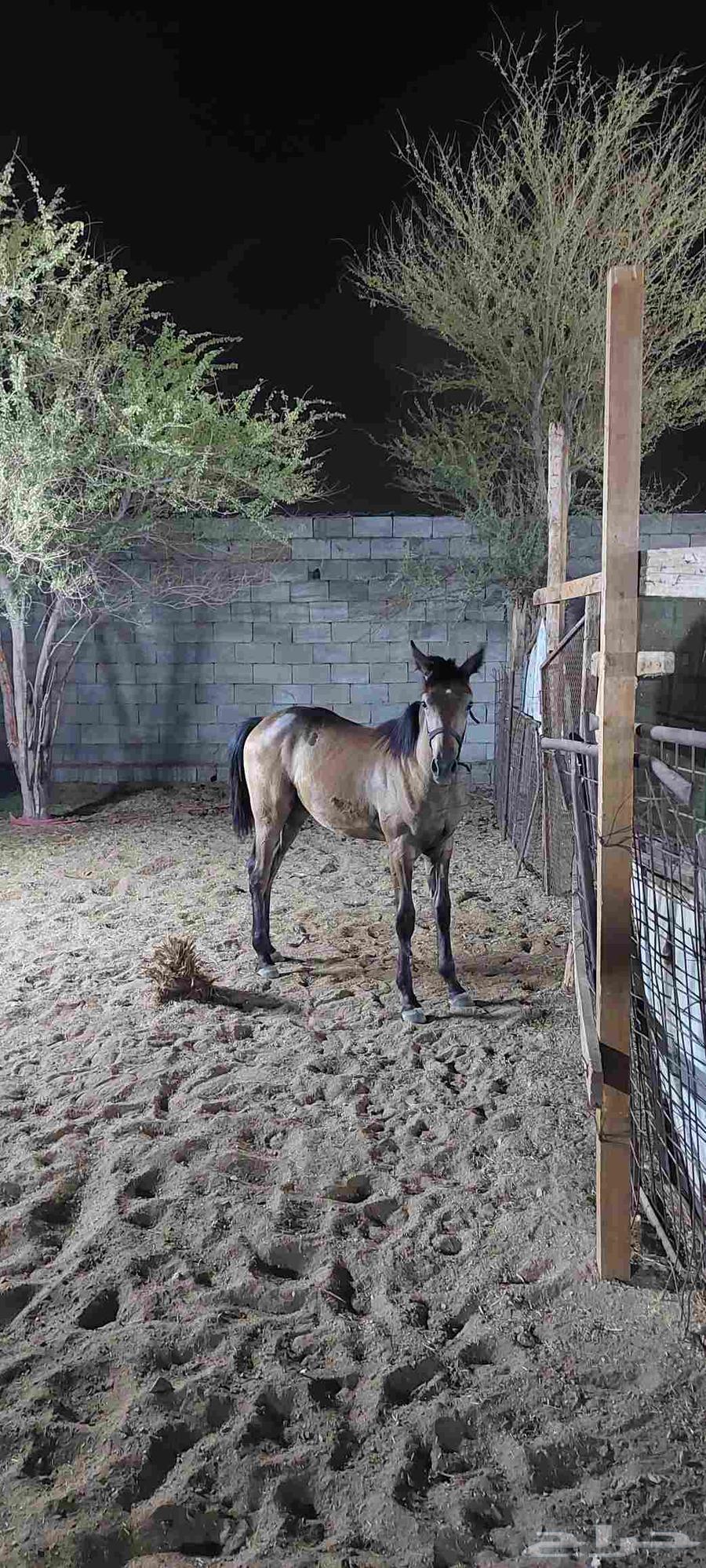 مهر شعبي للبيع64399912409217113