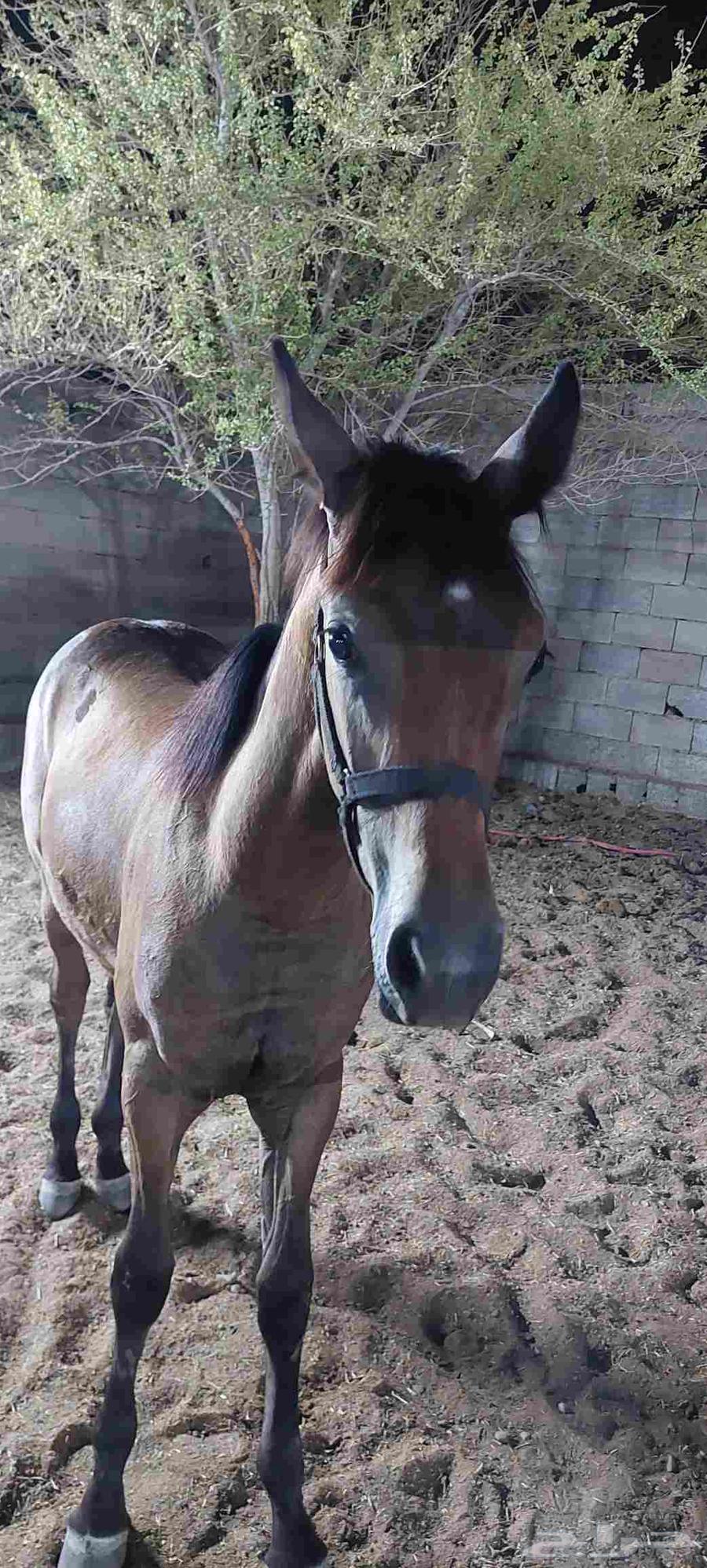 مهر شعبي للبيع64399912409217112