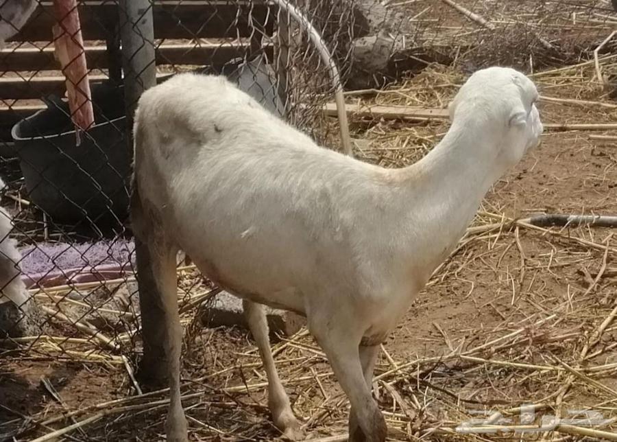 ضان للبيع عددها ( 6 )64395531807489110