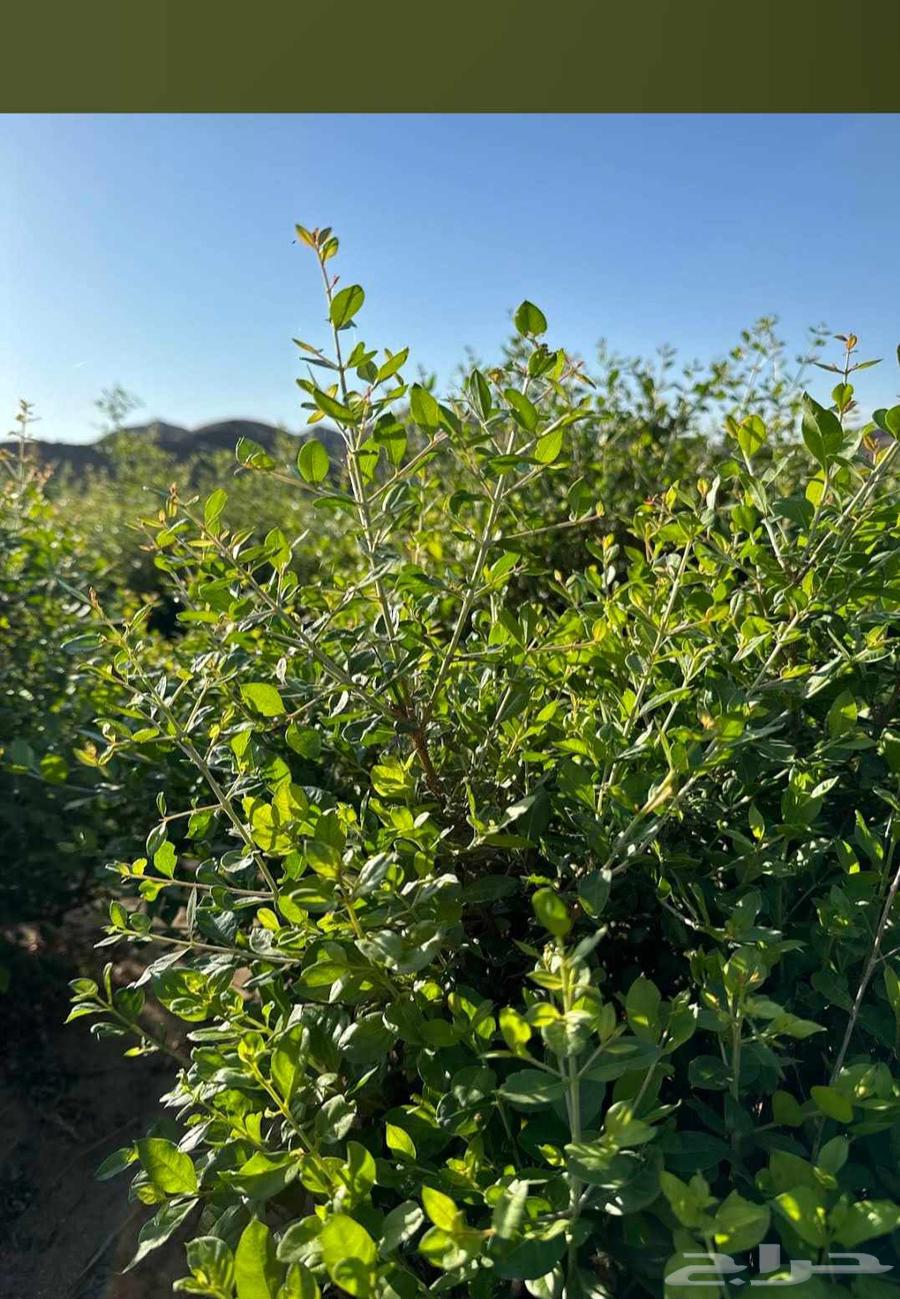 حناء صافي 10كيلو 140ريال 5كيلو 75ريال دفع قوقل وابل باي وعند64394137529859111