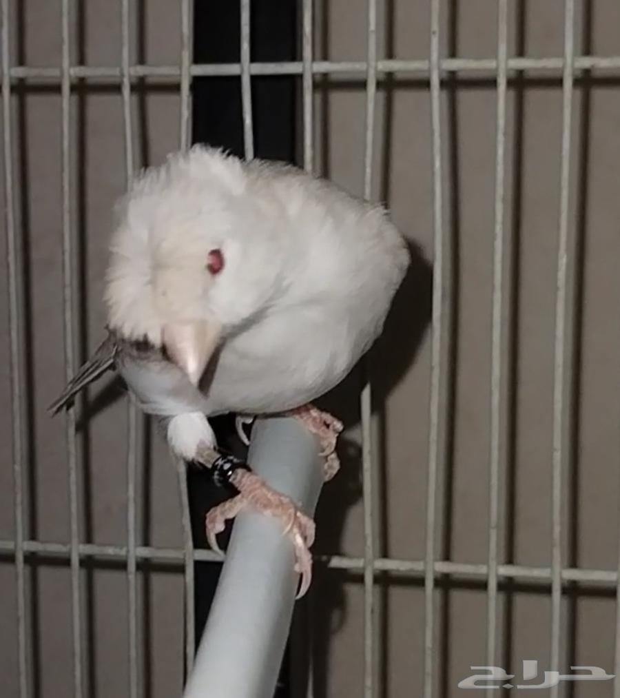 انثى كناري ستنايت(لأهل الذوق الرفيع)64395783412739112