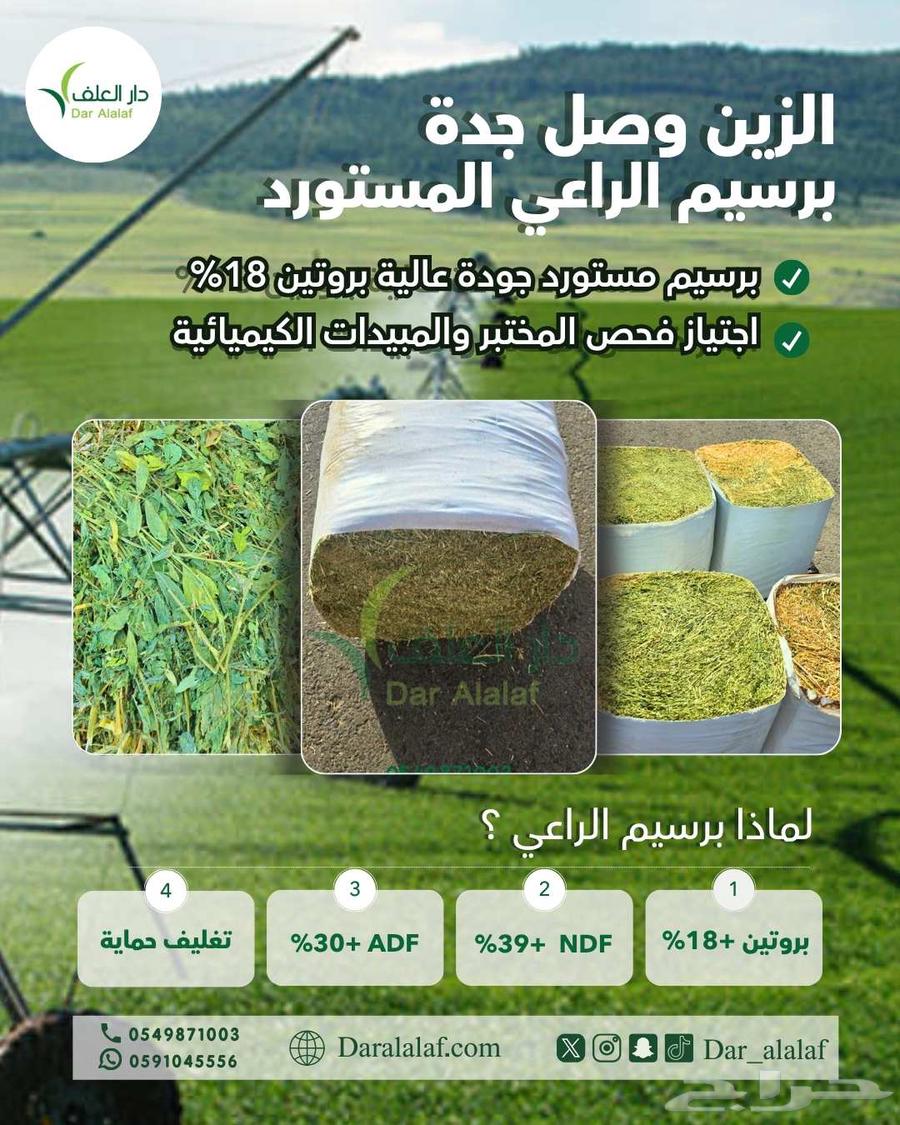 برسيم الراعي المصري مستورد64376629859585113