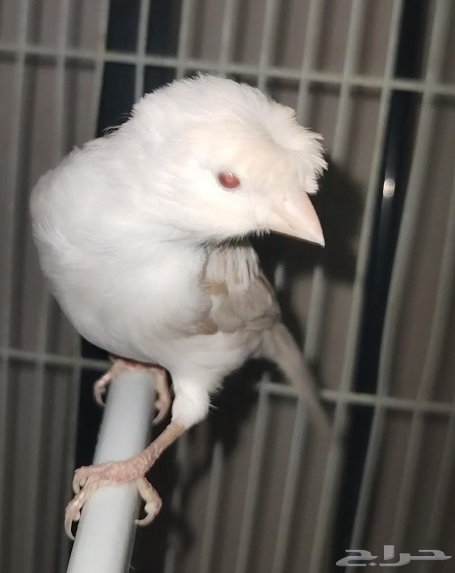 انثى كناري ستنايت(لأهل الذوق الرفيع)64395783412739111