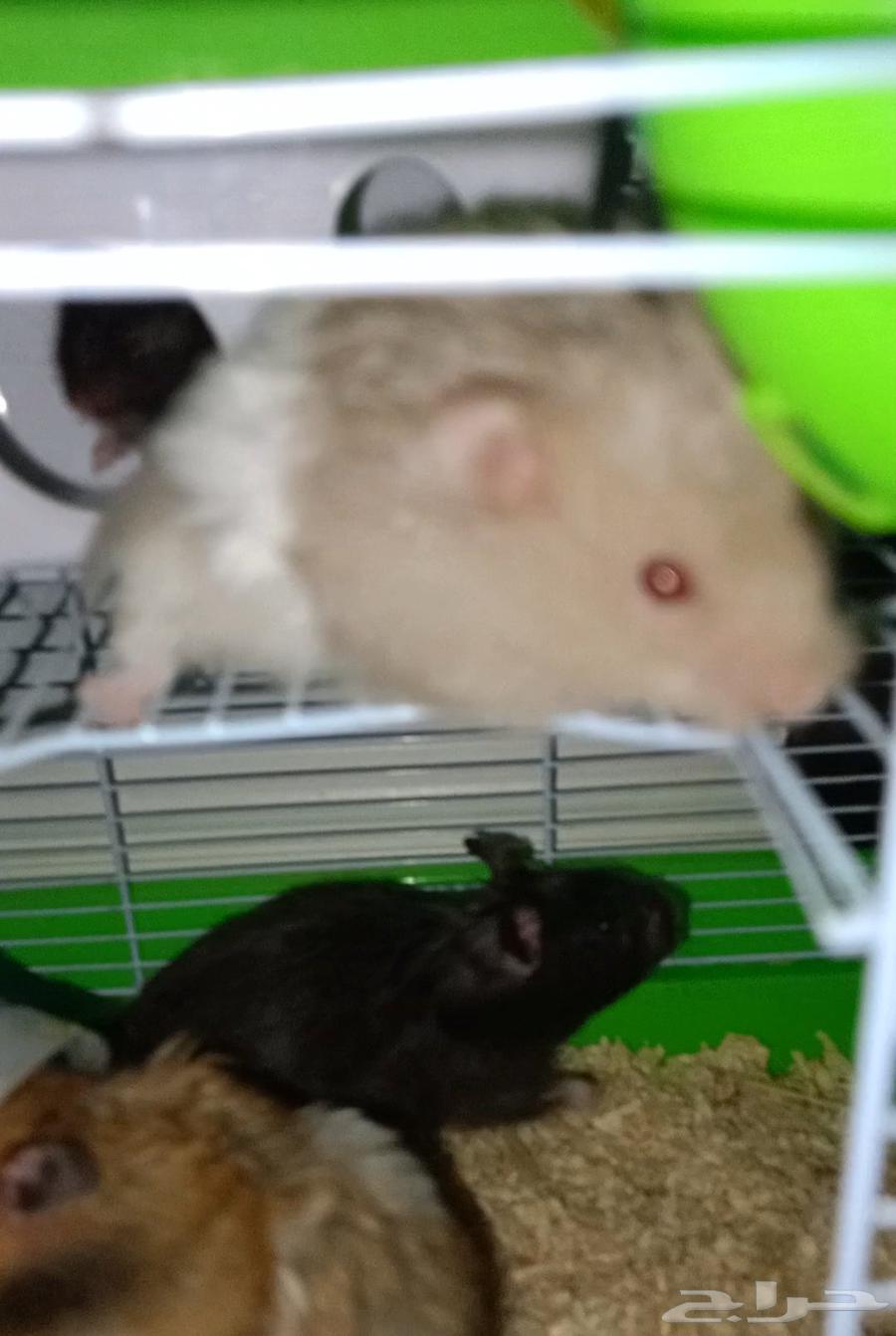 5 همسترات للبيع النوع سوري معا القفص واكل والنشاره64399466392193110