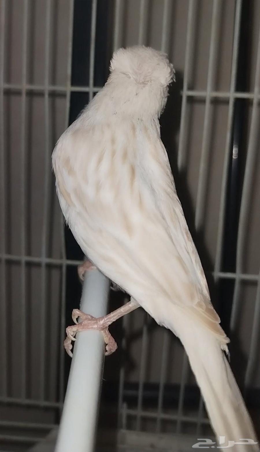 انثى كناري ستنايت(لأهل الذوق الرفيع)64395783412739114