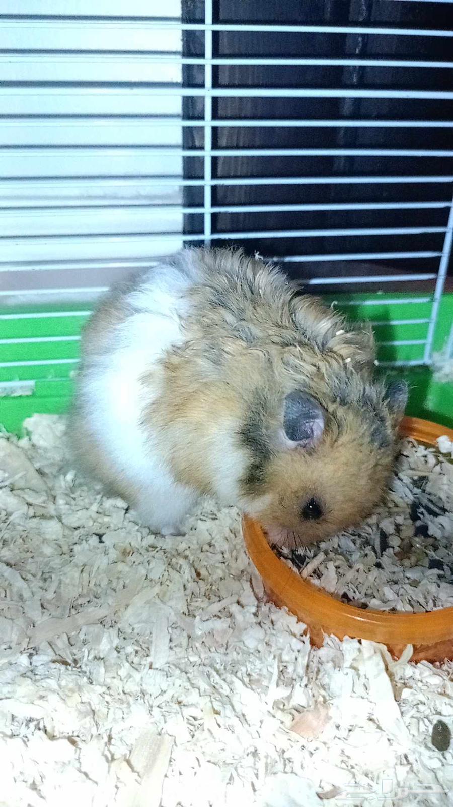 5 همسترات للبيع النوع سوري معا القفص واكل والنشاره64399466392193112