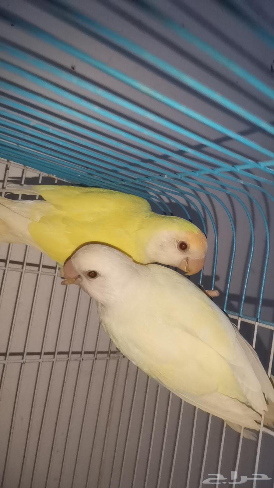 أجواز روز منتجة للبيع64394965522947110