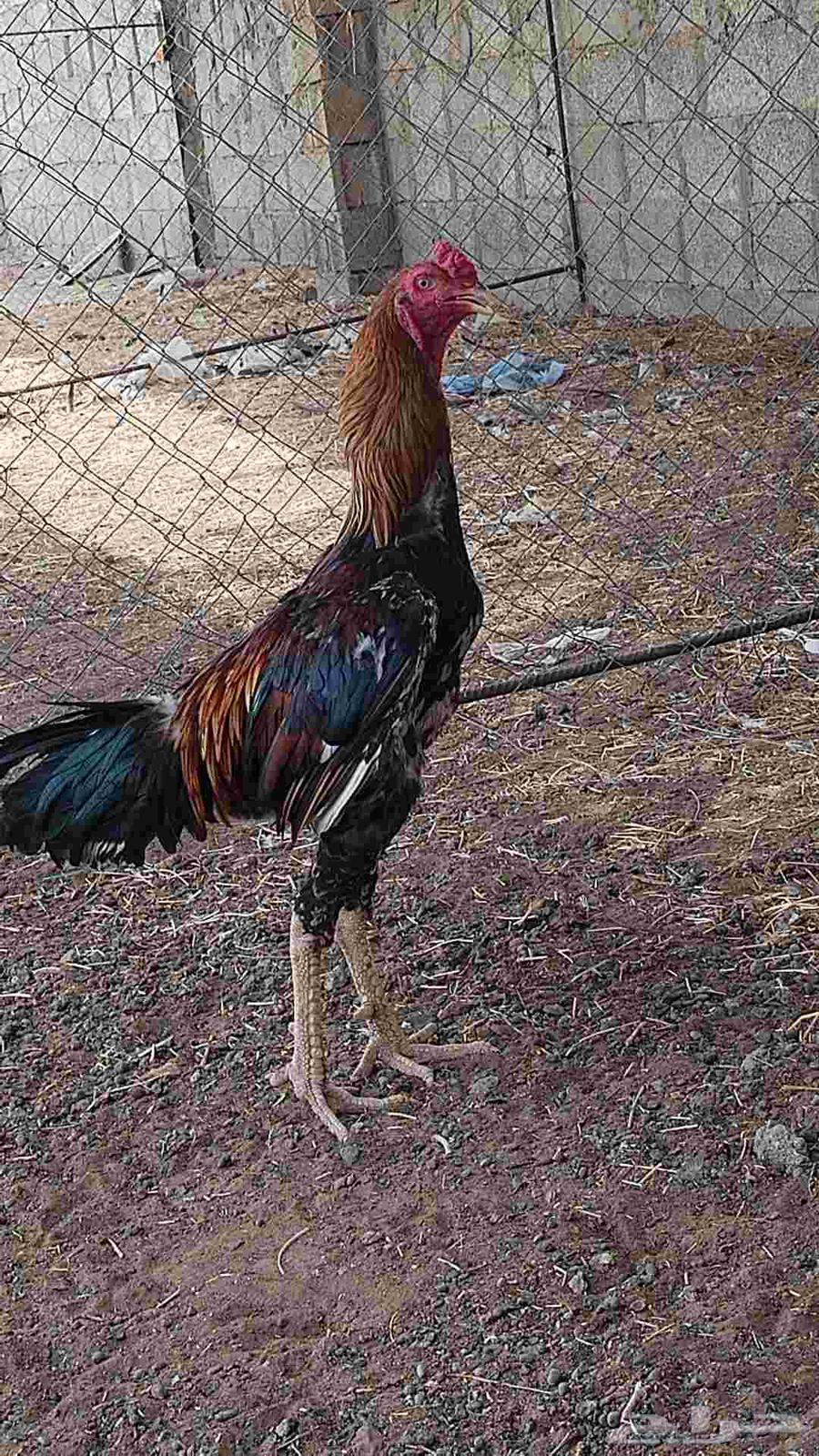 إثنين ديوك شامو ياباني الاب والفرخ64397075057666113