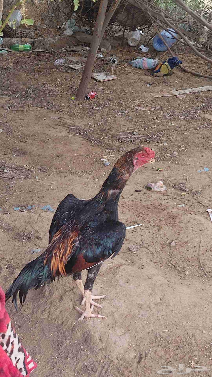 إثنين ديوك شامو ياباني الاب والفرخ64397075057666111