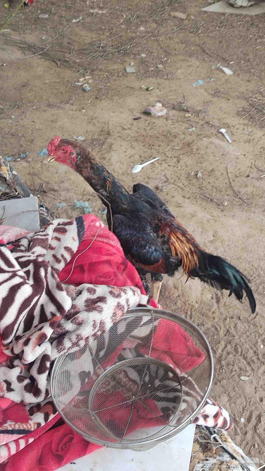 إثنين ديوك شامو ياباني الاب والفرخ64397075057666112