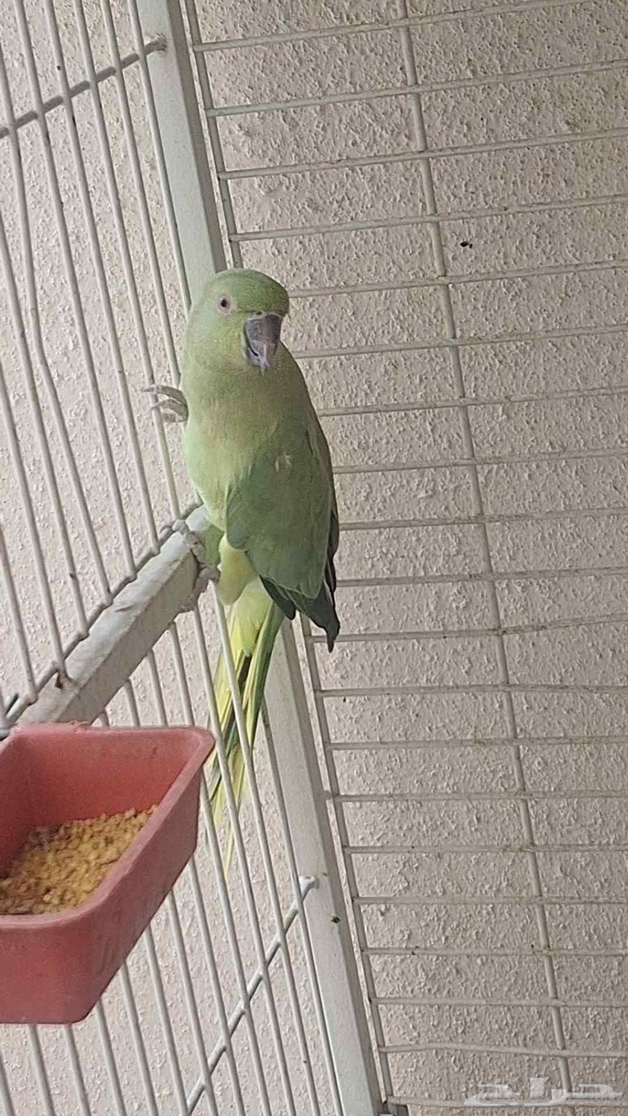 دره هندي64400356535938110