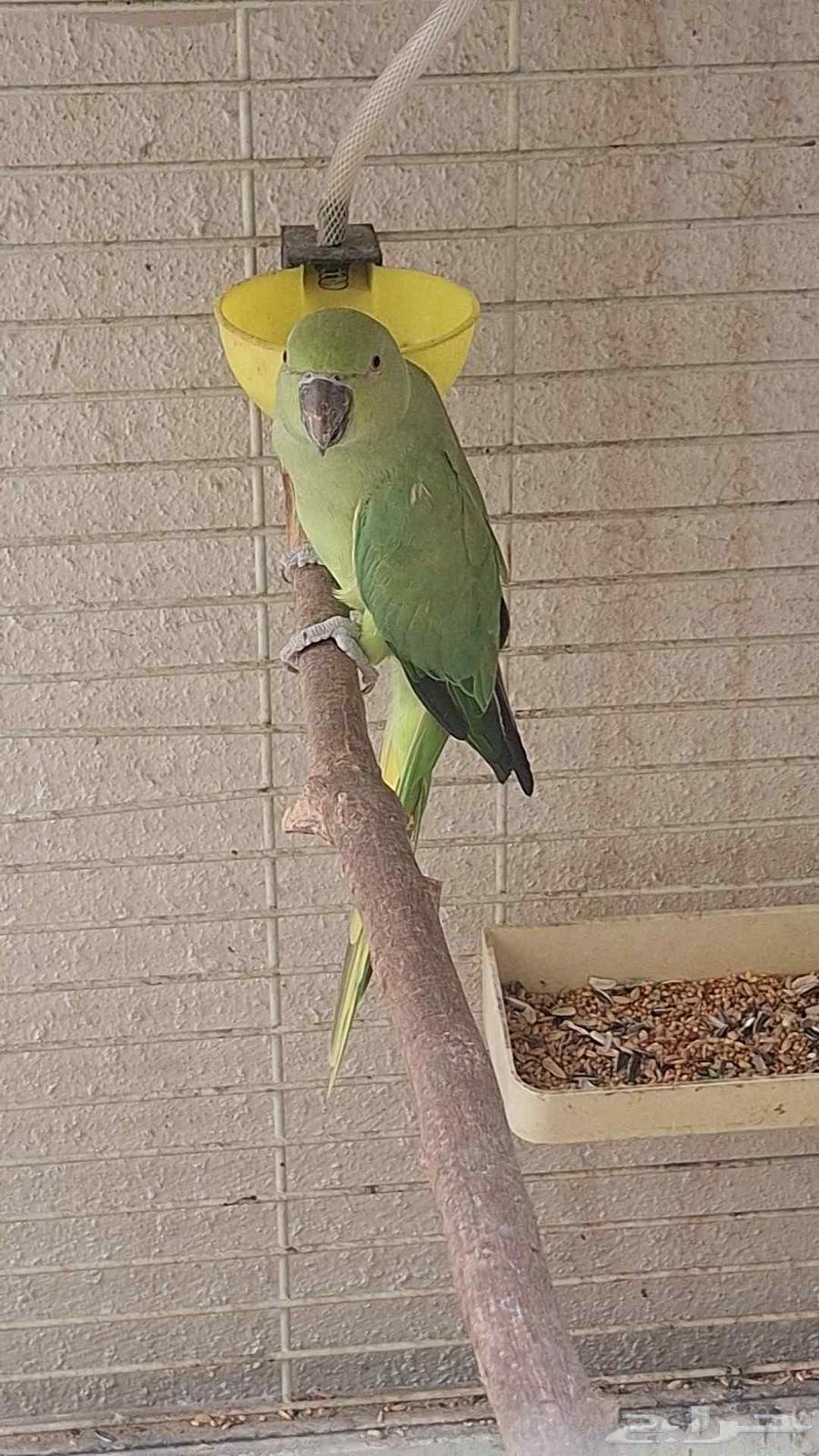 دره هندي64400356535938114