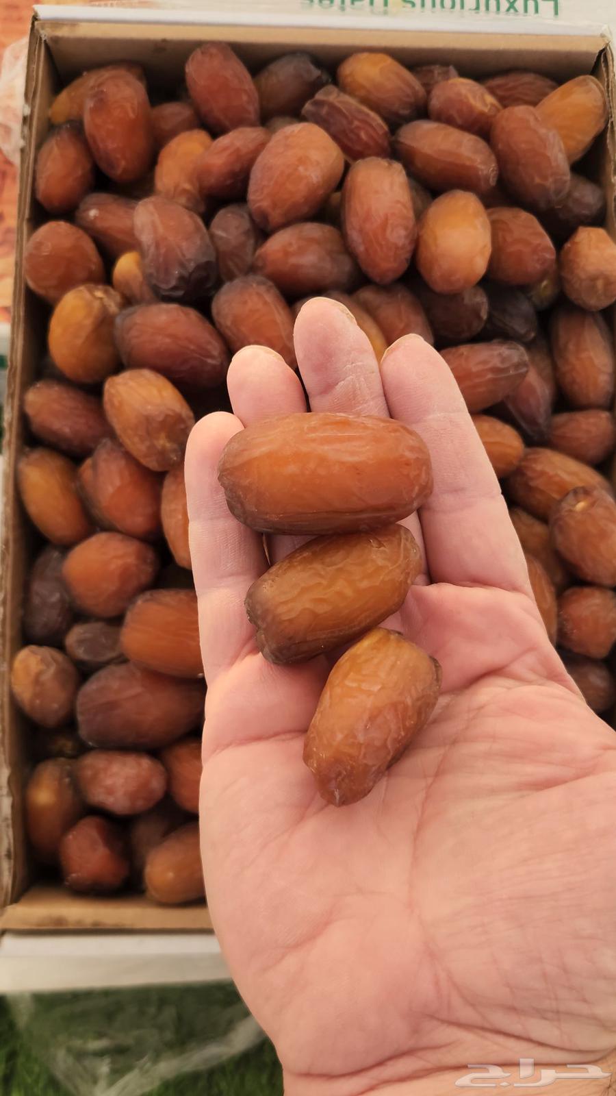 تمر مجدول فاخر64396157531139111