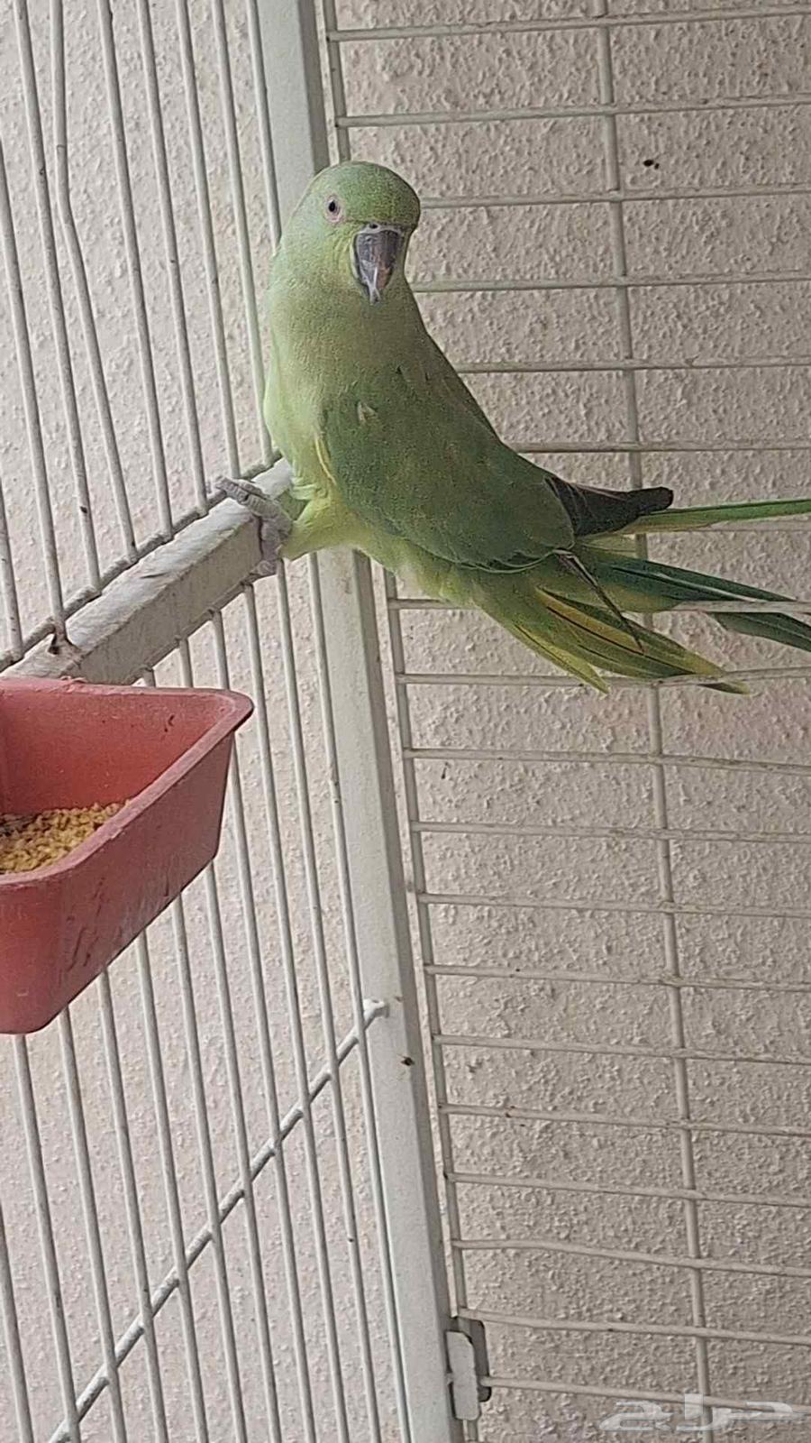 دره هندي64400356535938111