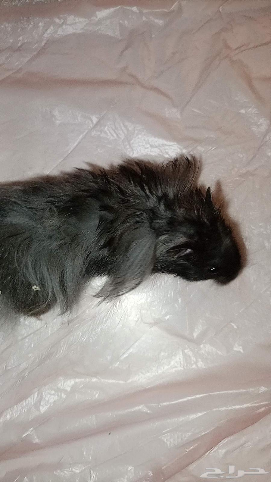 5 همسترات للبيع النوع سوري معا القفص واكل والنشاره64399466392193114