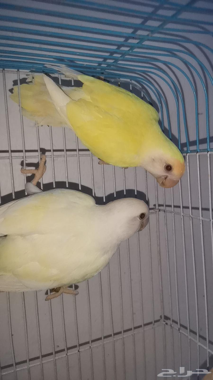 أجواز روز منتجة للبيع64394965522947111