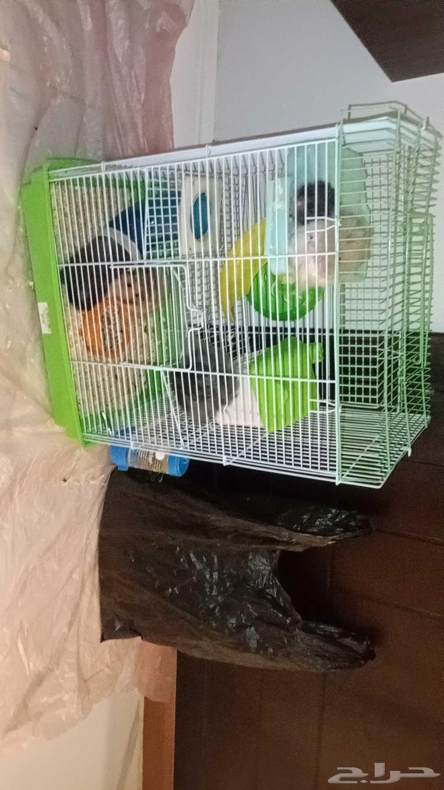 5 همسترات للبيع النوع سوري معا القفص واكل والنشاره64399466392193113