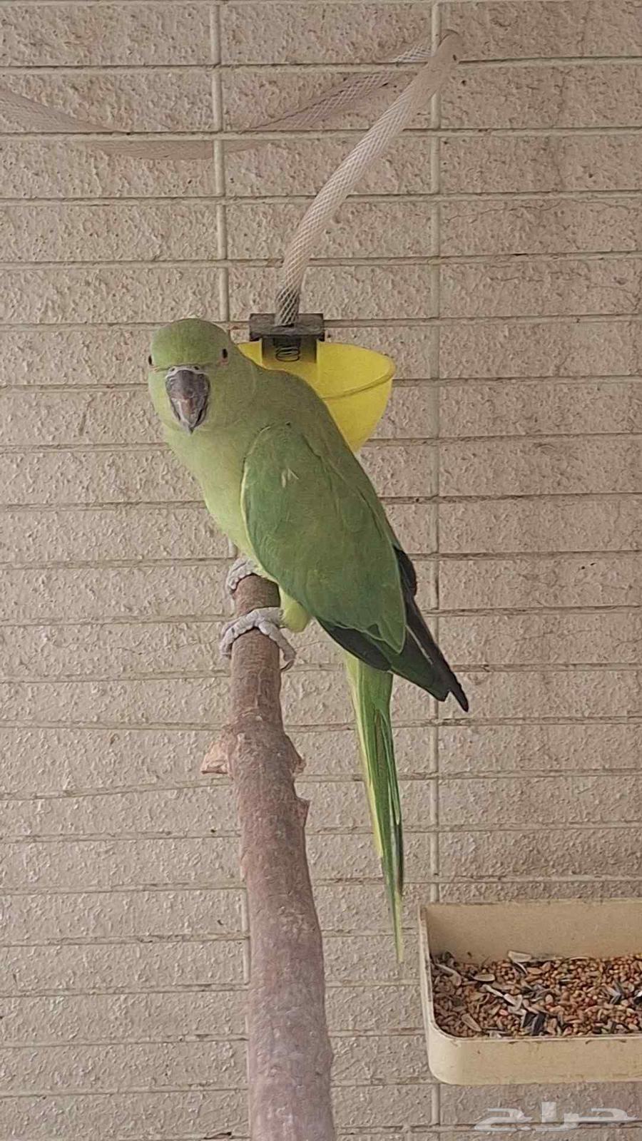 دره هندي64400356535938113