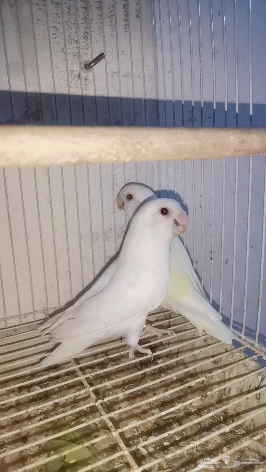 أجواز روز منتجة للبيع64394965522947113