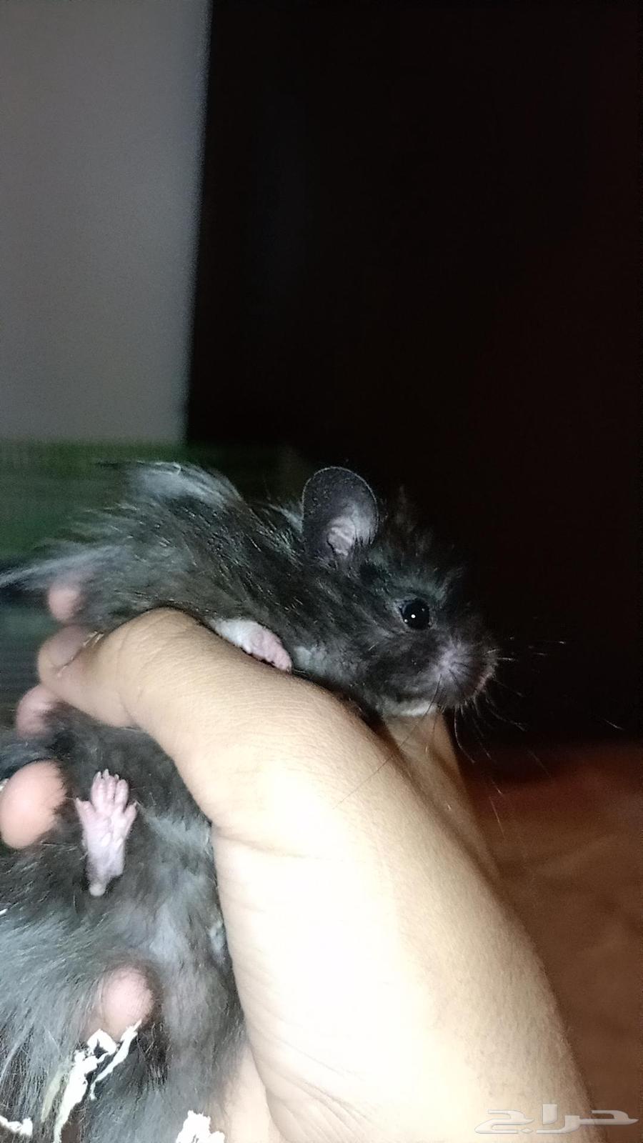 5 همسترات للبيع النوع سوري معا القفص واكل والنشاره64399466392193111