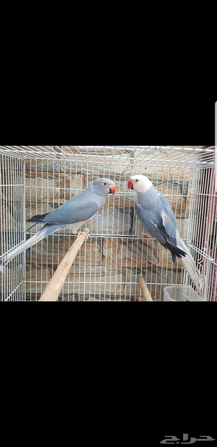 زوج دره هولندي كلير هيد جاهز للانتاج حد ب3500ريال64393321357187111