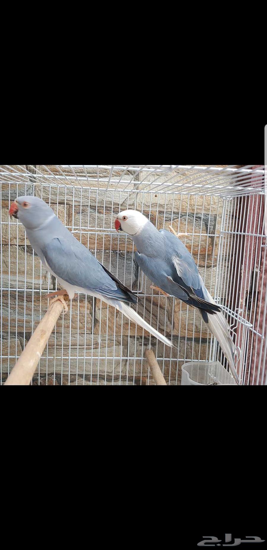 زوج دره هولندي كلير هيد جاهز للانتاج حد ب3500ريال64393321357187112