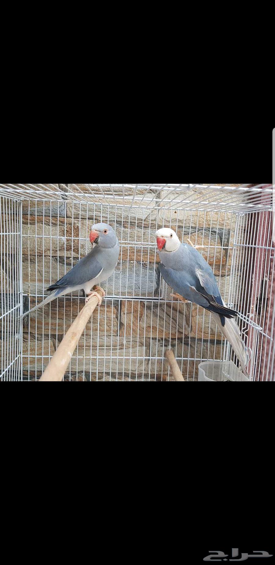 زوج دره هولندي كلير هيد جاهز للانتاج حد ب3500ريال64393321357187110