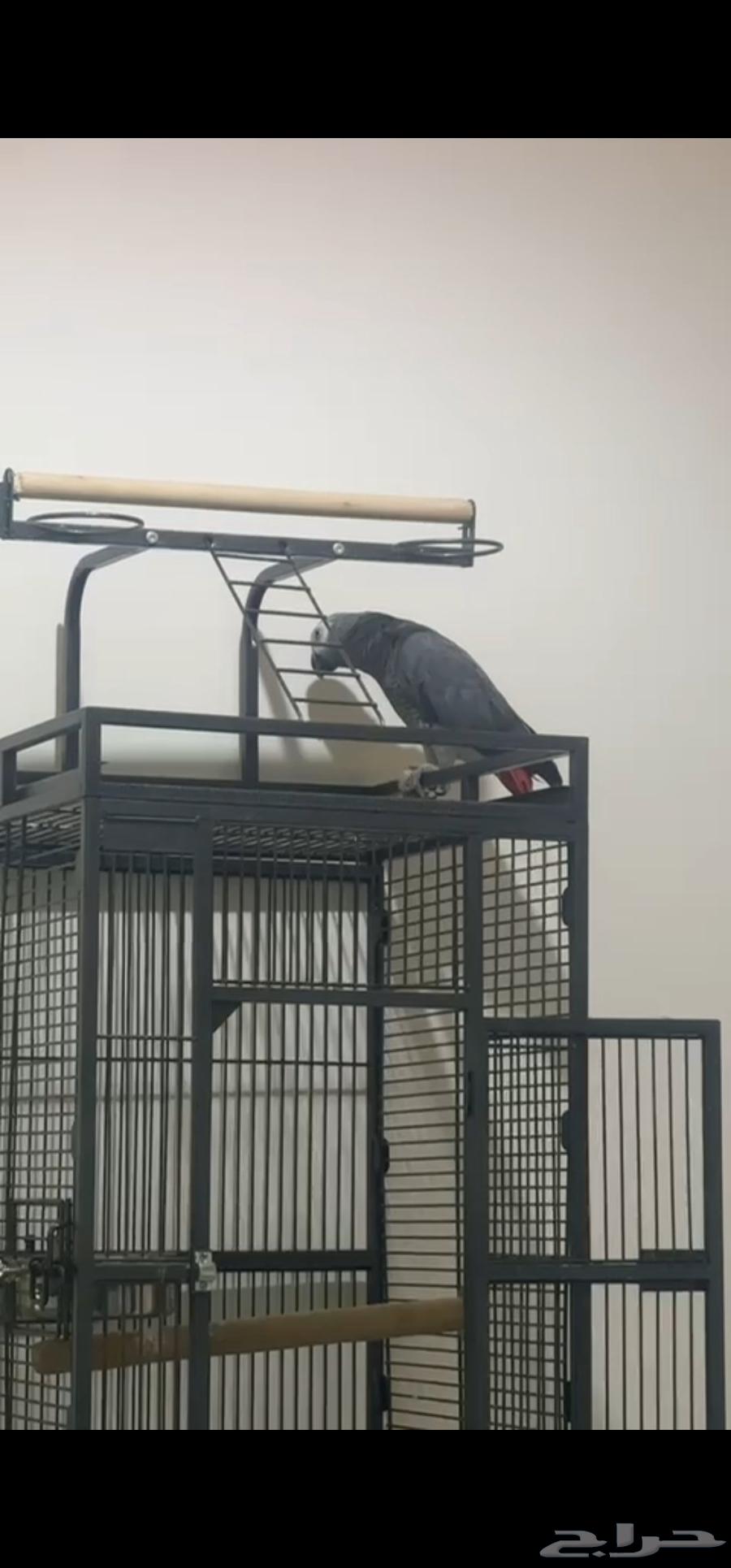 Kasco Bird64401133274626110