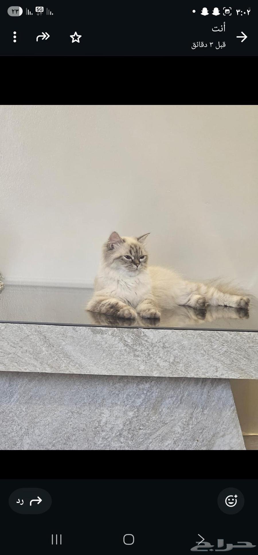 Cats64399078164867112