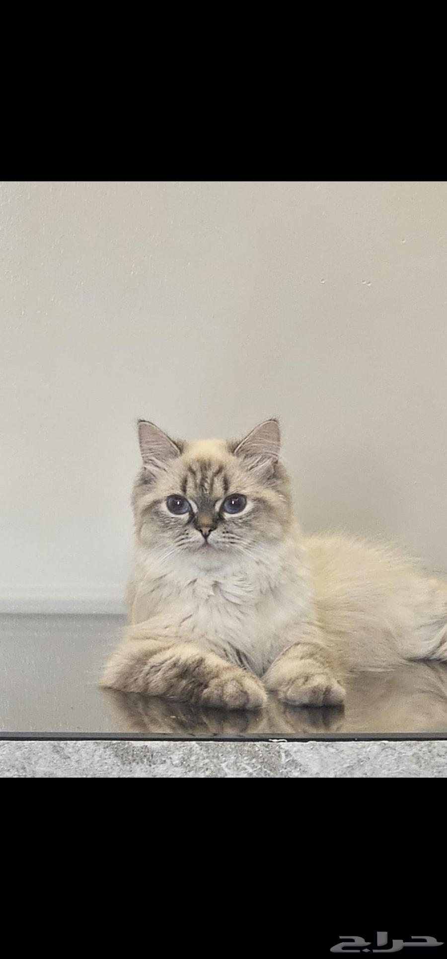 Cats64399078164867111