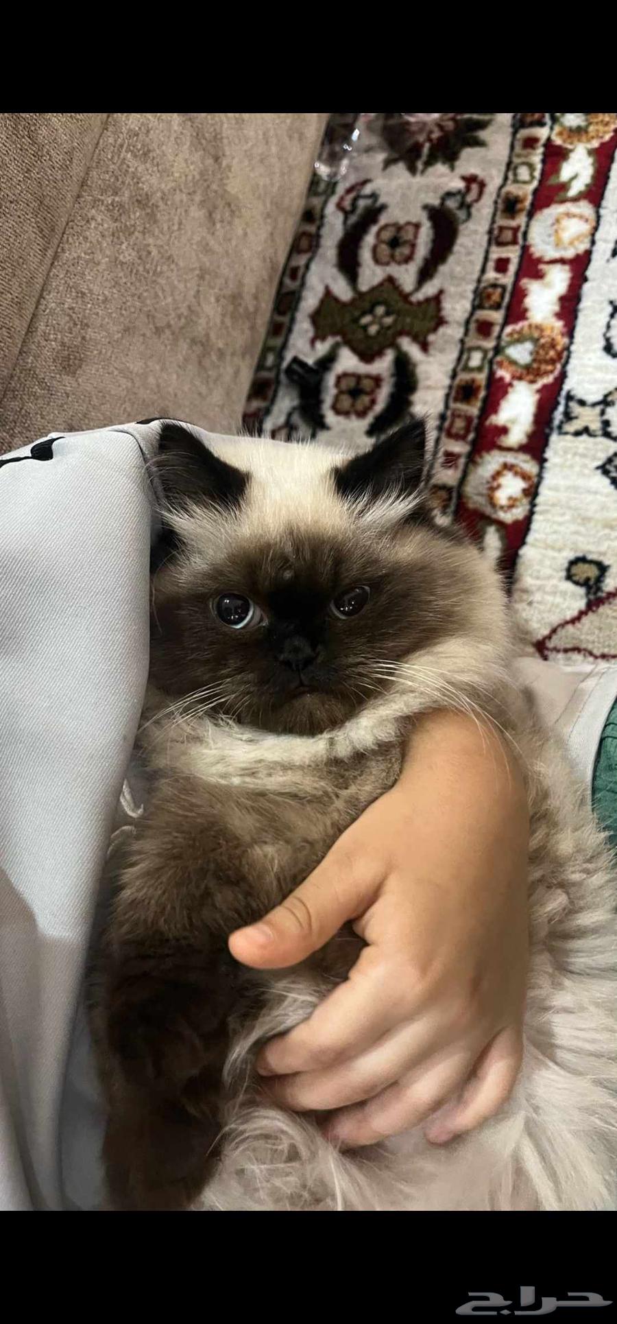 Cats64399078164867110