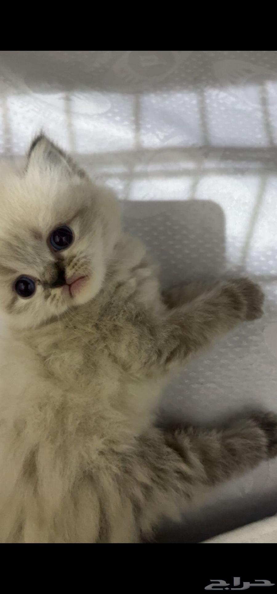 Cats64399078164867114