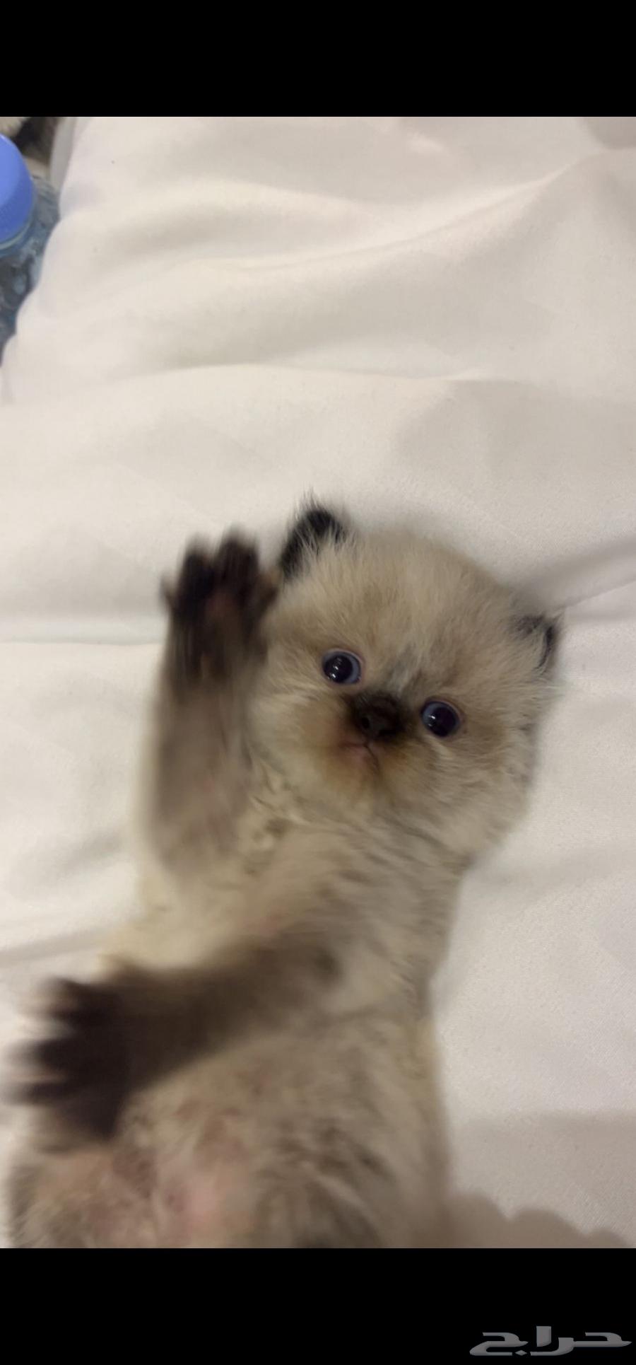 Cats64399078164867113