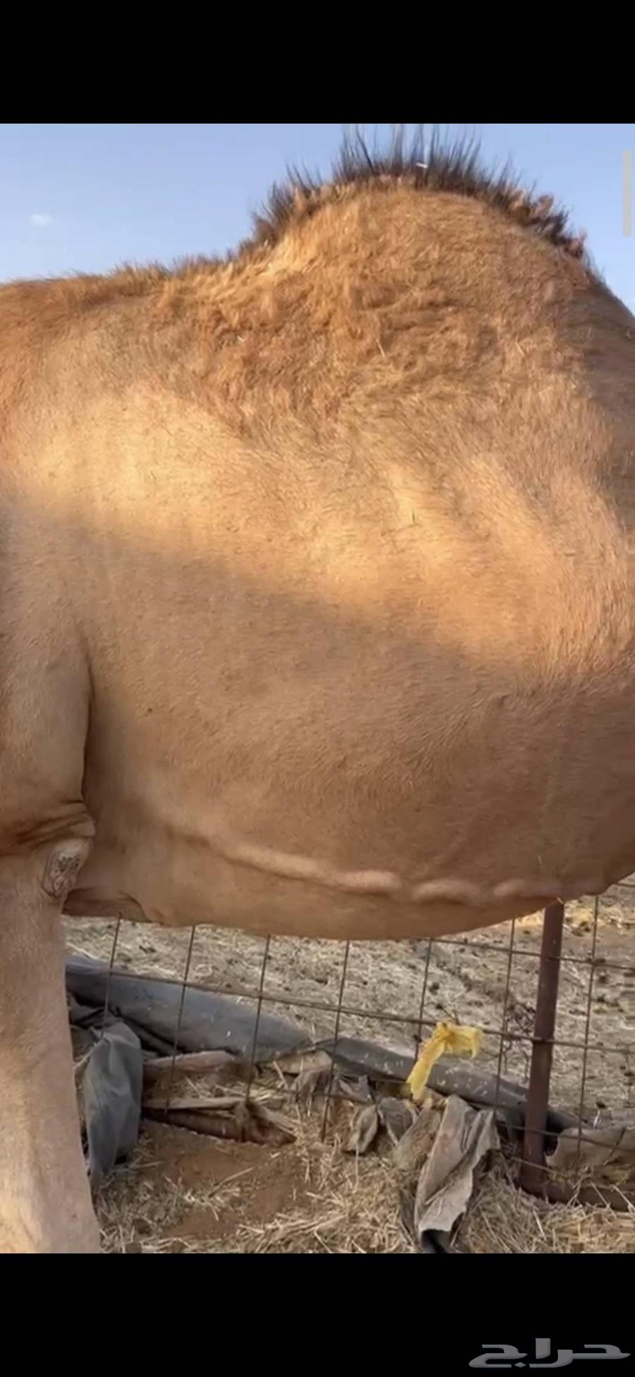 أبل للبيع64394827540994110