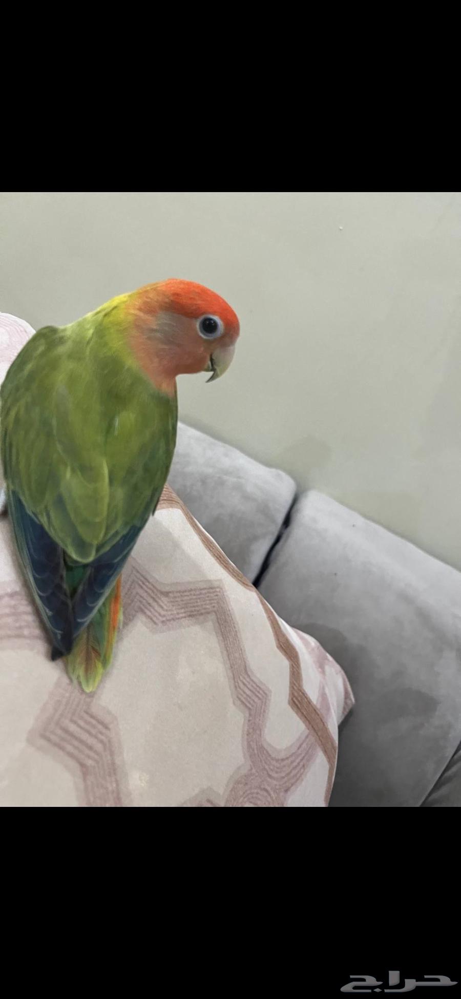 للبيع طير لوف بيرد (روز)64400190003971111