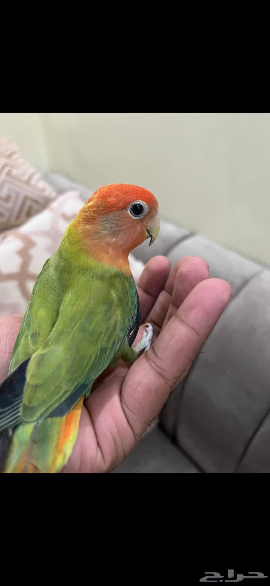 للبيع طير لوف بيرد (روز)64400190003971114