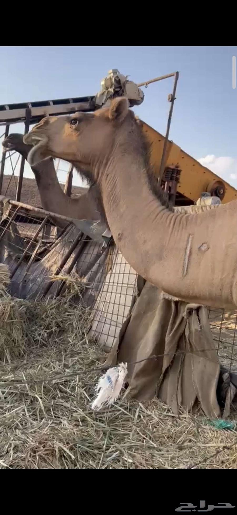 أبل للبيع64394827540994111