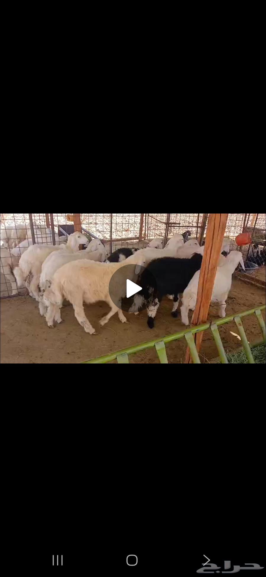 ذبايح تيوس وطليان ورخال سمان وطيبه64355786119298112