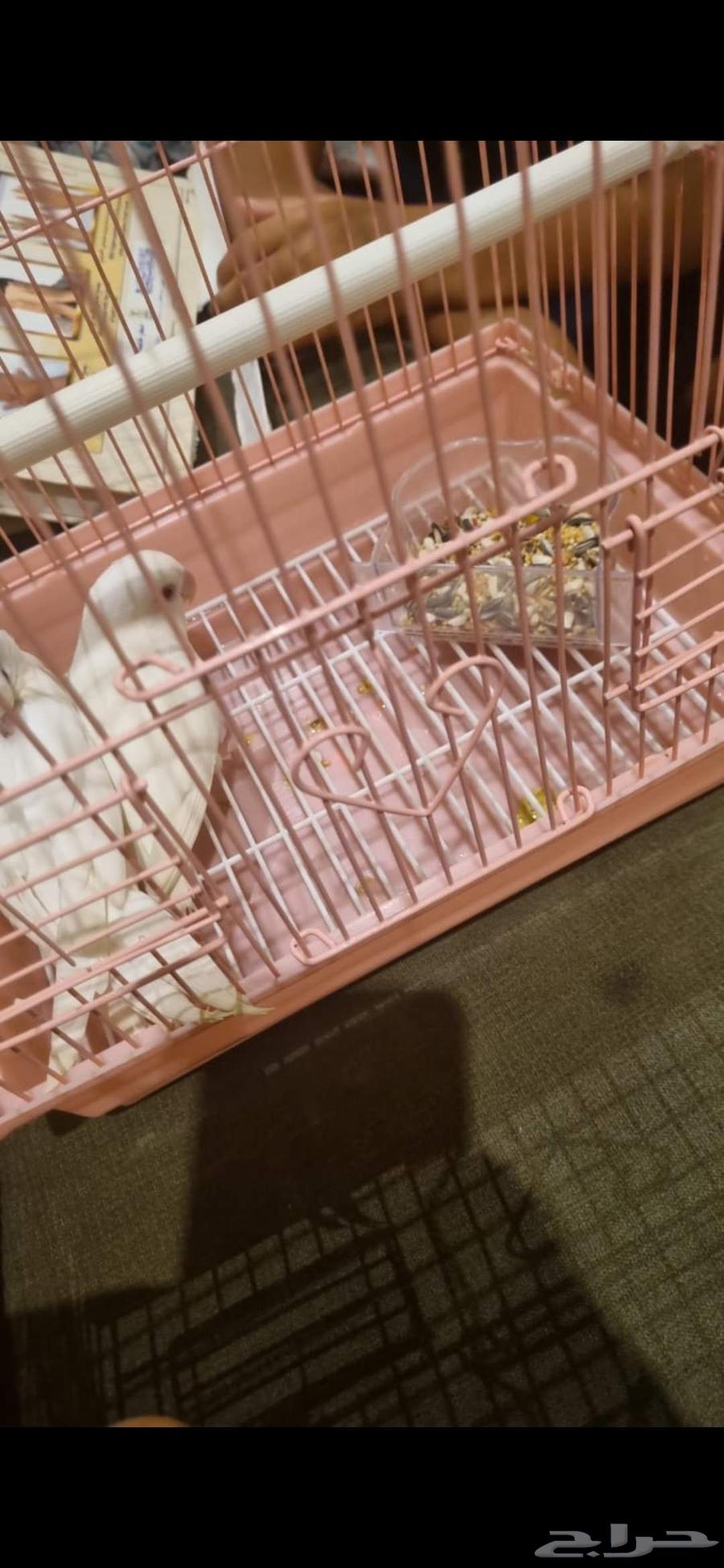 روز ابيض اليف64398883898626111