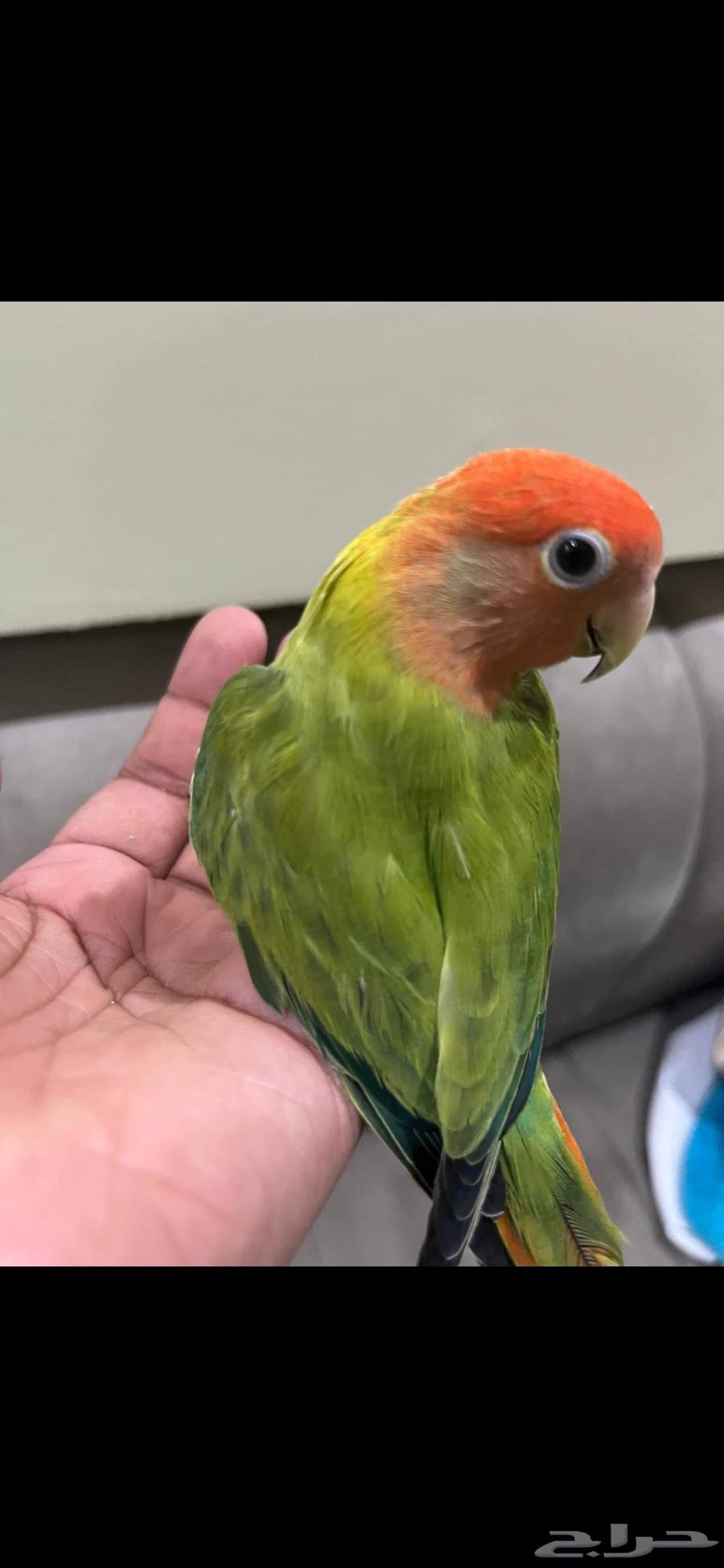 للبيع طير لوف بيرد (روز)64400190003971110