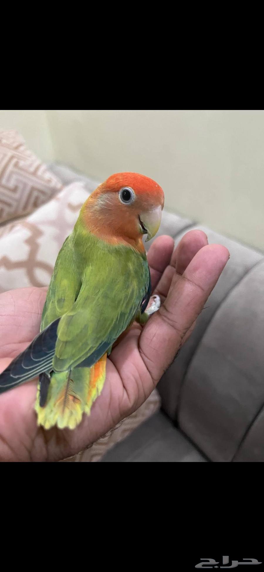 للبيع طير لوف بيرد (روز)64400190003971113