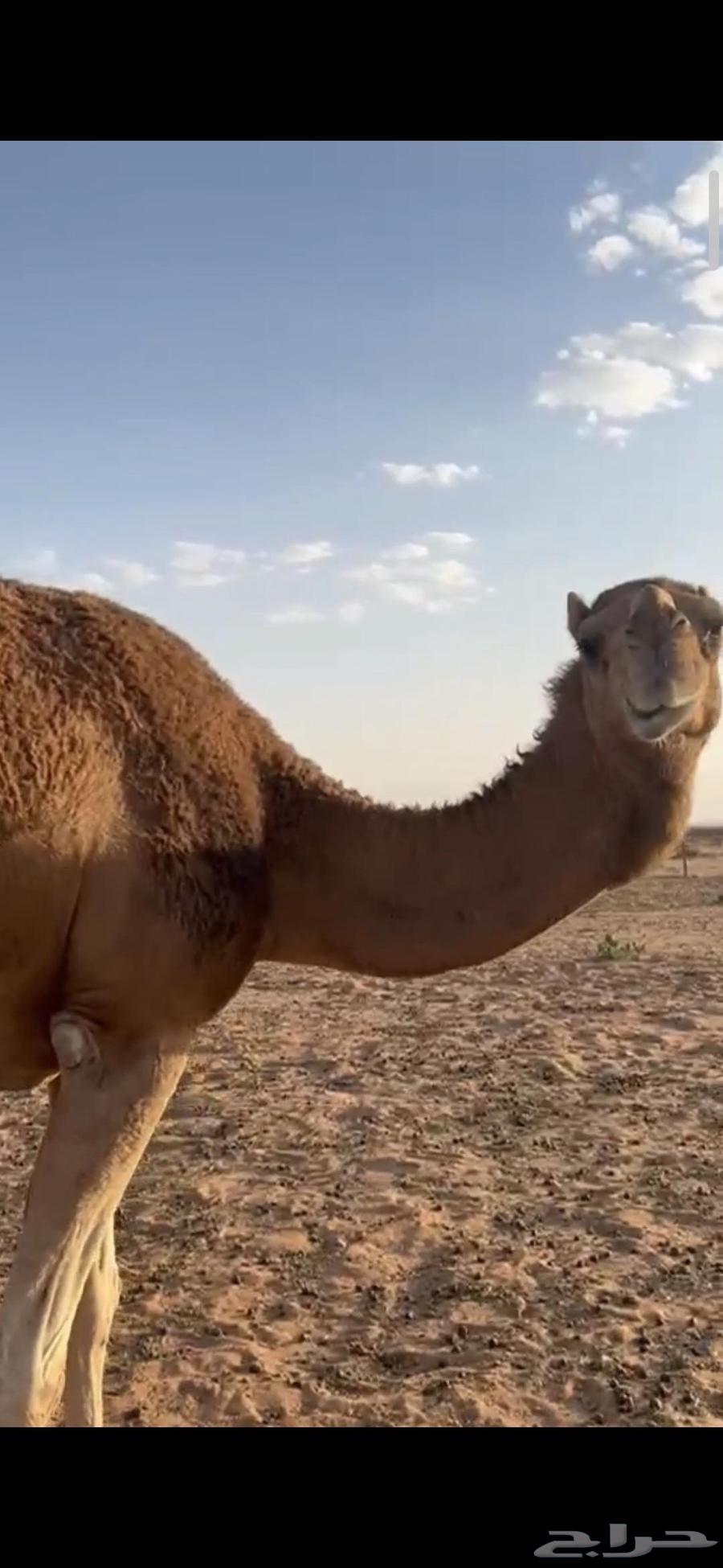 أبل للبيع64394827540994112